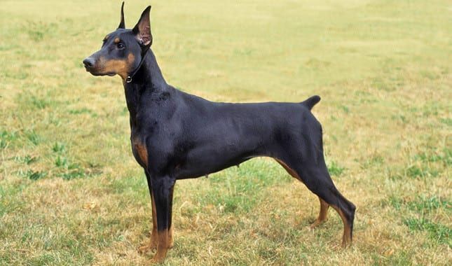 dog-strong