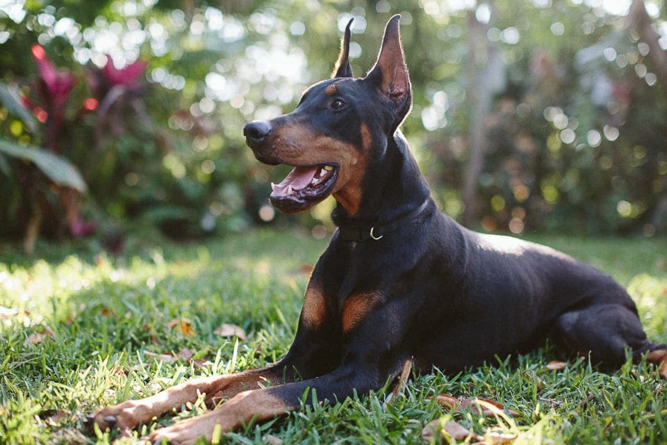 dog- healthy