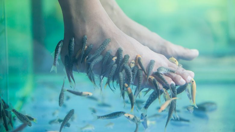 pedicura de spa de pescado