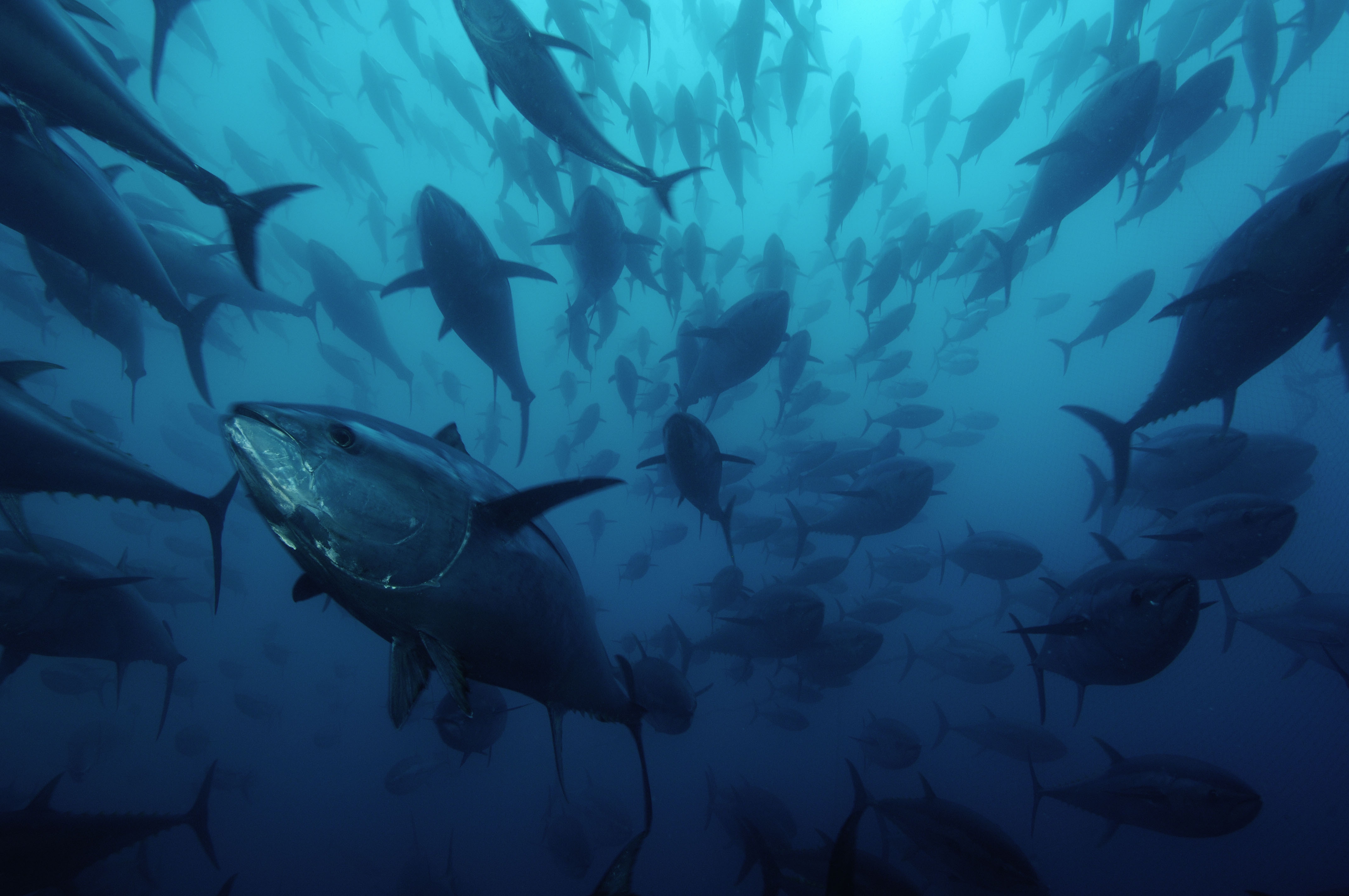 Resultado de imagen de pesca intensiva de atun